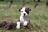 AMSTAFF  PUPPIES 100